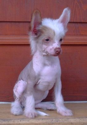 Cherryl Gavany's Bohemia 