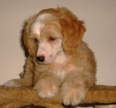 Fabrizio Gavany's Bohemia 