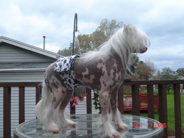 Jaya's Designer Giorgio