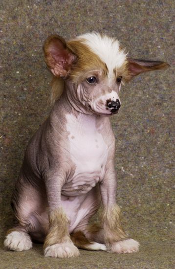 Criss Gavany's Bohemia 