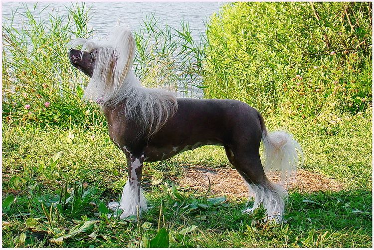 Bernadin Nataki Fan Rok