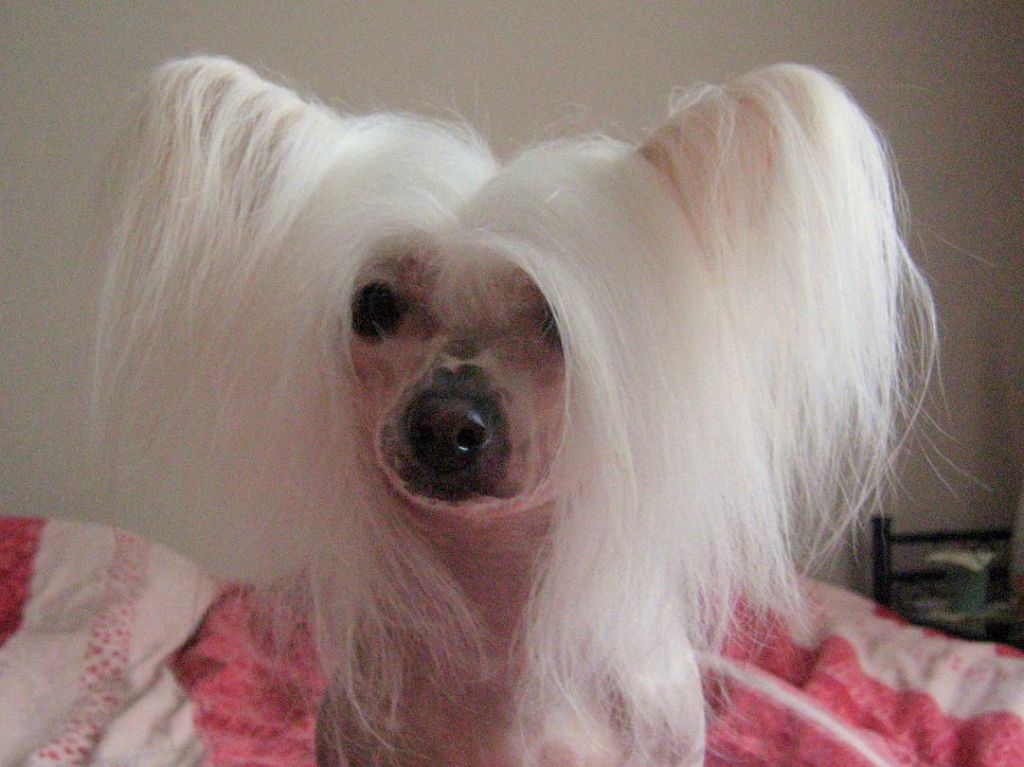 Mooncrest Dancing Doll