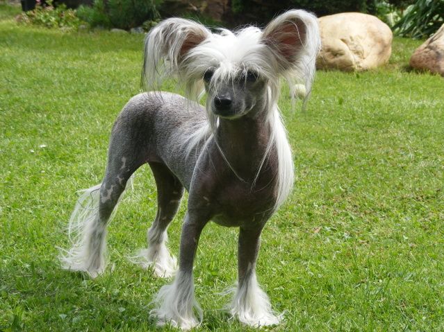 Joyway's Rising Star