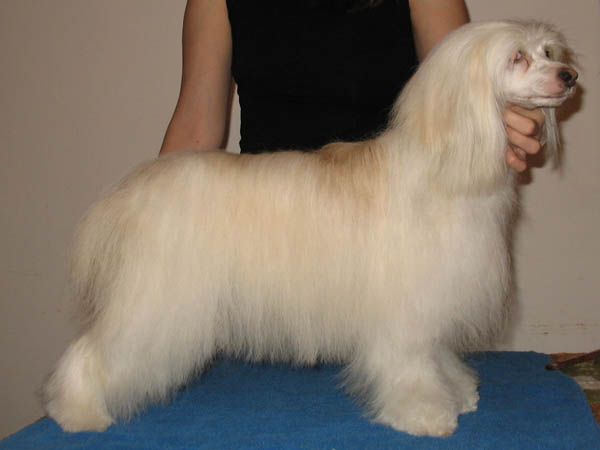 White Chocolate Rosa Thea