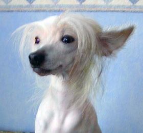 Alliluyia Iz Kitaiskogo Doma