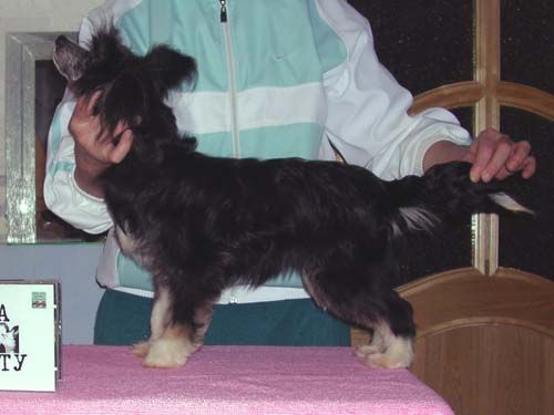 Sleek Slim Pet-Baby Godes