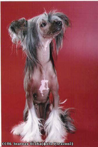 Sleek Slim Pet-Baby Znatnaya Osoba