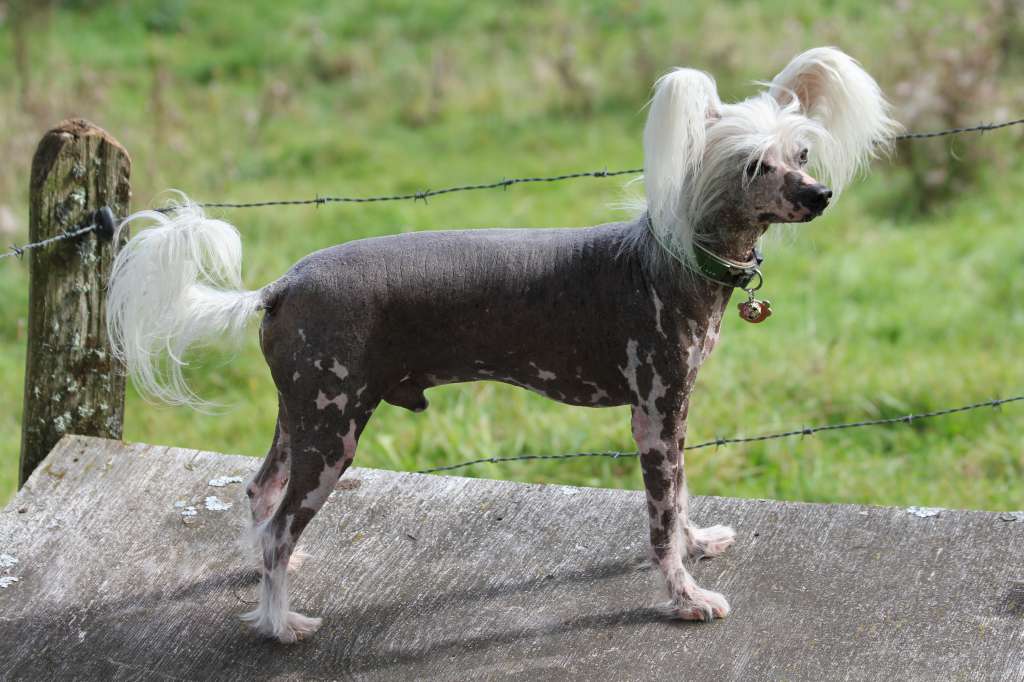 The Hot Stepper of Dja Iva