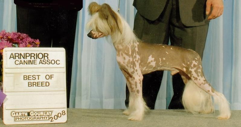 Crestyle I'm Going Solo HL