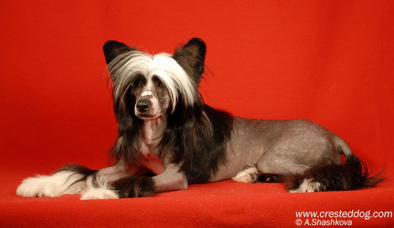 Angel Look Viva El Rey