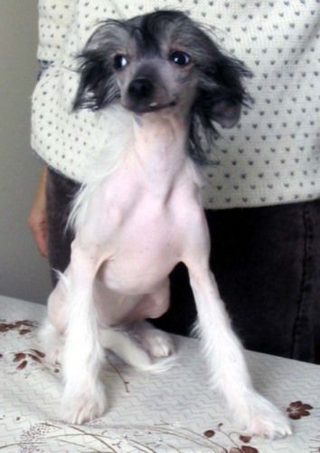 Sleek Slim Pet-Baby Leyla