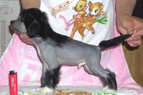 Sleek Slim Pet-Baby Princ Paris