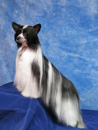 Mohawk Hoochy Koochy Kiss