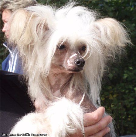 Sleek Slim Pet-Baby Tintoretto