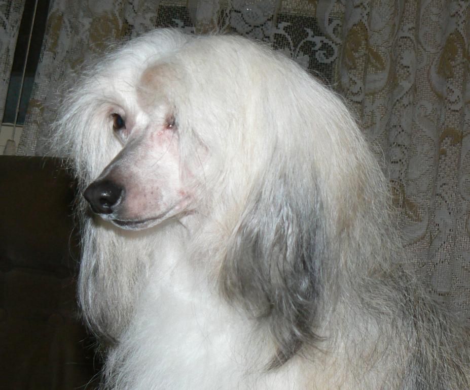 Crested Luck of Bilman Lions