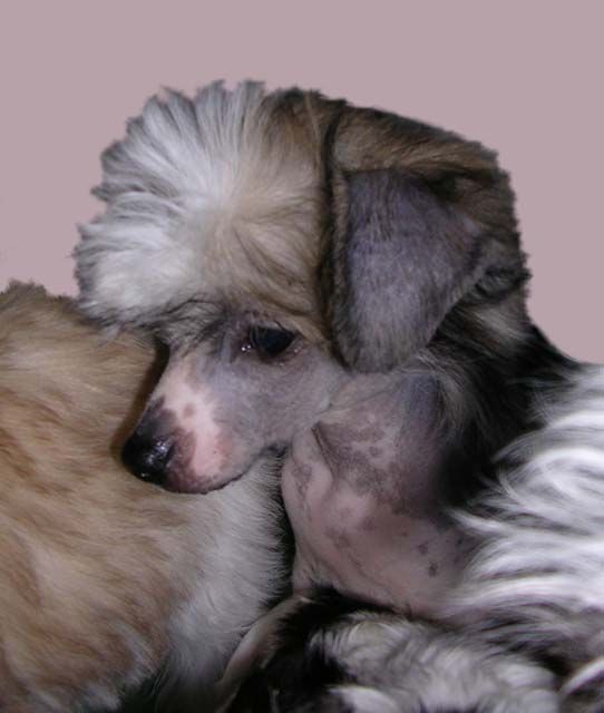 Sleek Slim Pet-Baby Florida