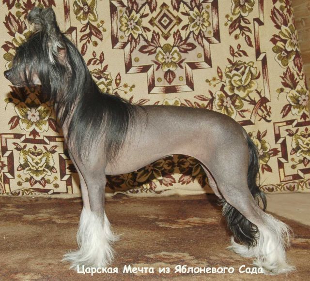 Tsarskaya Mechta iz Jablonevogo Sada