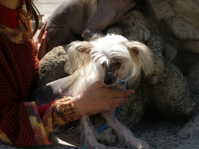 Atlant Kordiall Gardarika