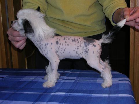 Sleek Slim Pet-Baby  Sherri