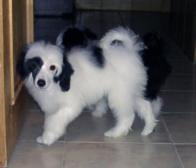 Sleek Slim Pet-Baby Exelent Grum