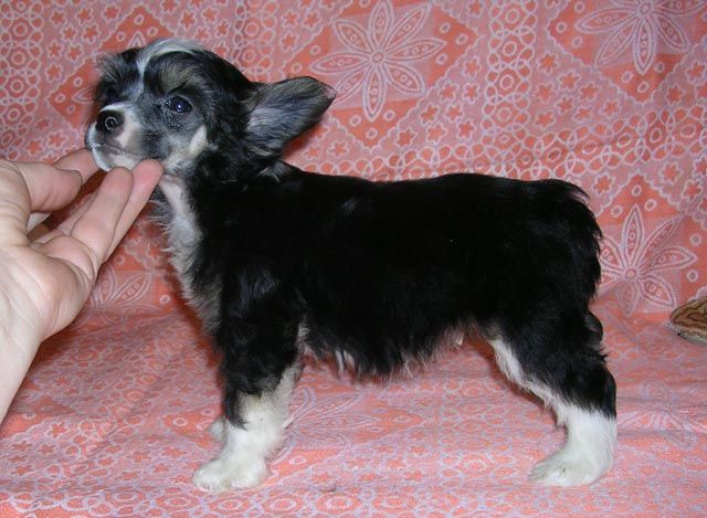 Sleek Slim Pet-Baby Julian