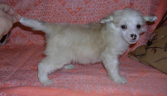 Sleek Slim Pet-Baby Julius