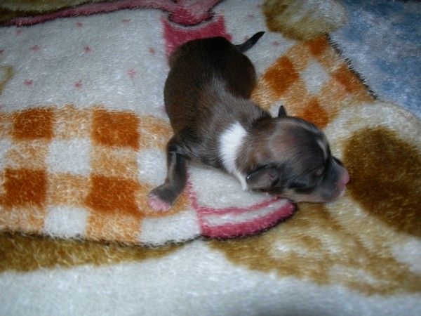 Comachero of Crazy Debbie