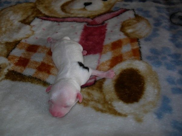 Cylea of Crazy Debbie 