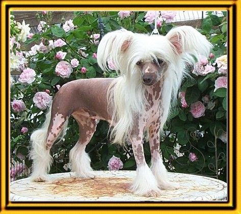 Glitter Girl Von Shinbashi