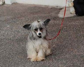 Holla Quithanna Sub-O-Divo