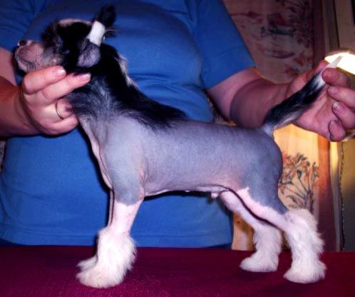 Tsukat  iz Jablonevogo  Sada