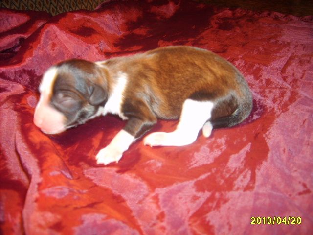 Orero Lovely Neutron Dance