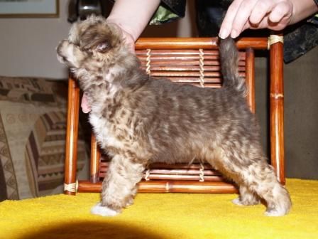 Naum Navedet Na Um ot Volnogo Psa