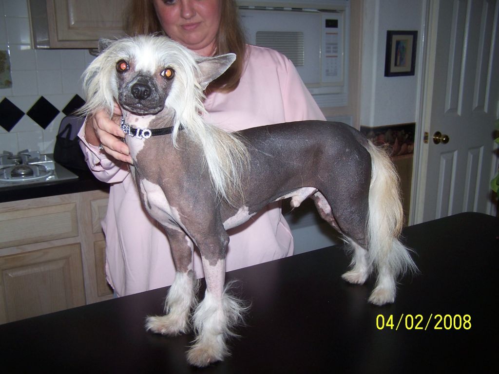Cabaret's Showtime At The Apollo