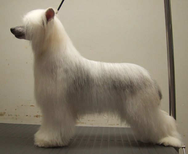 Cabaret's Cheshire Cat Koridawn