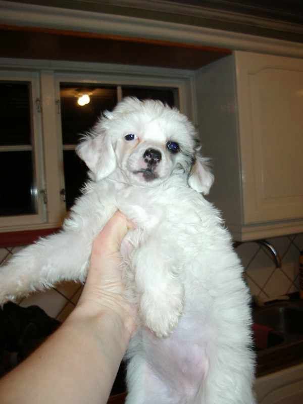 Gamla Bodens Mini Engla