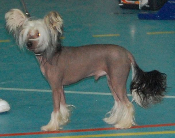 Candy Queen's Dark Knight