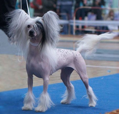 Kredo Festa Ceremony