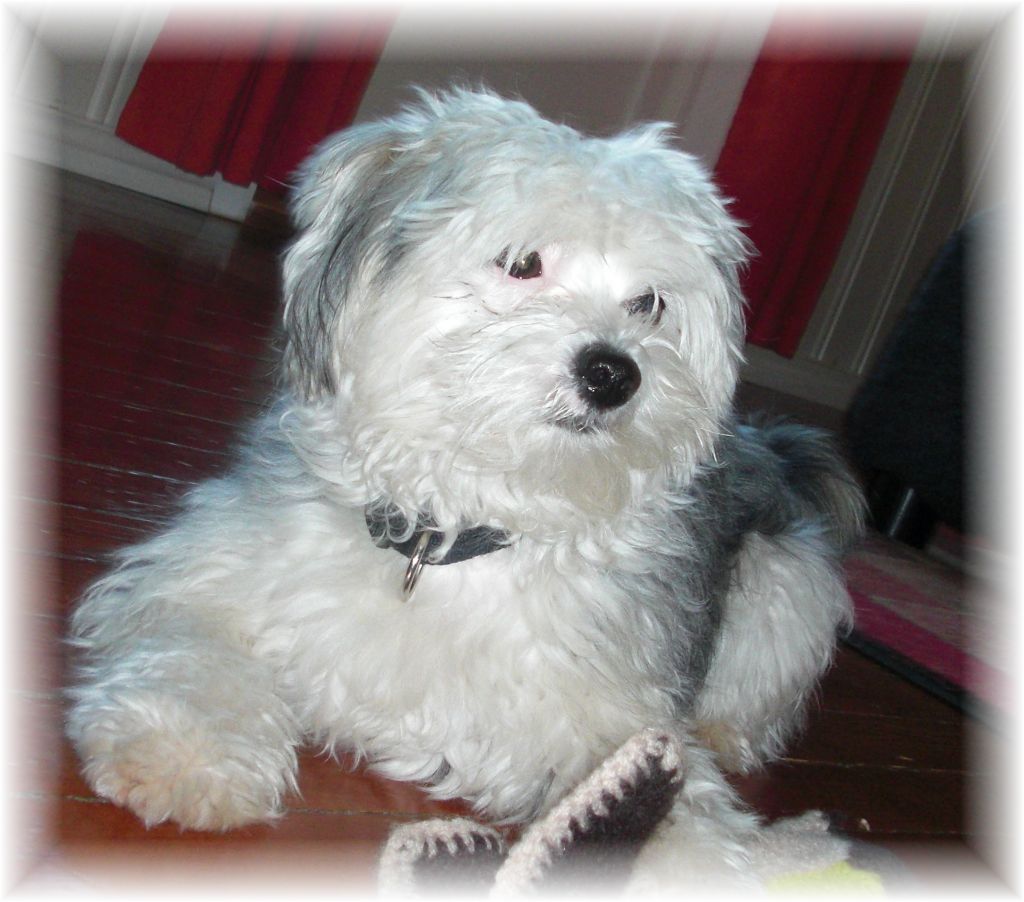 Shandor's Billy Bandit