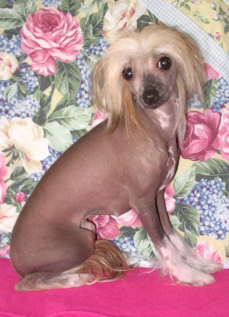 Chloe AshSky Ferguson