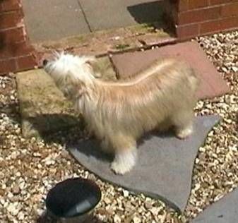 Doucai Cindy Hotlips at Prajna