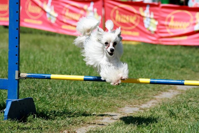 Fido Figlarny Ogonek