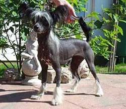 Istamisia von Shinbashi