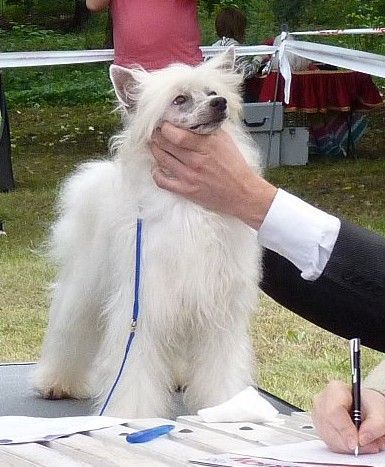 Filus Figlarny Ogonek