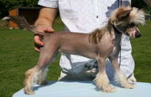 Sippelins Fly With Love