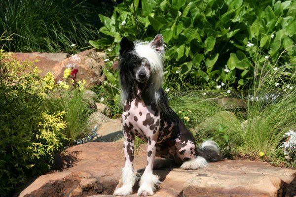 Cayenne's Zydeco Cowboy