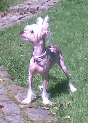 Flywheel's Shangrie Boy