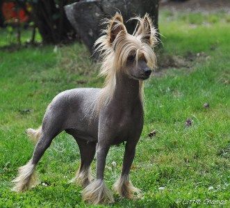 Tra La La Next Germanika