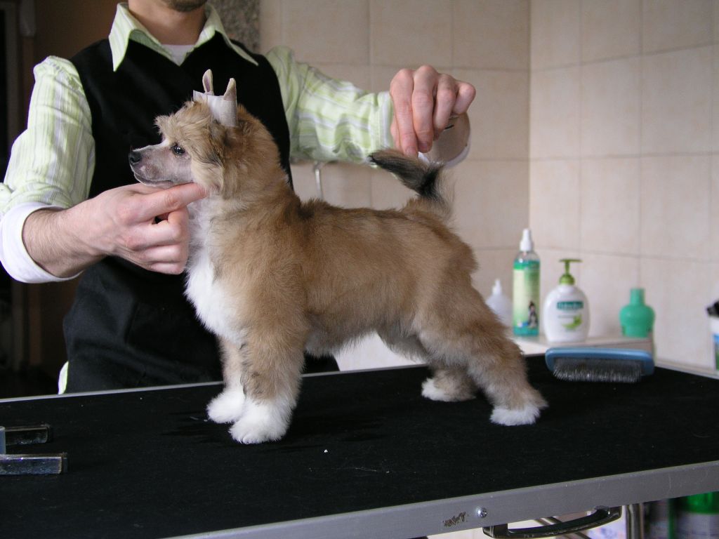 Tomba Bomba Next Germanika