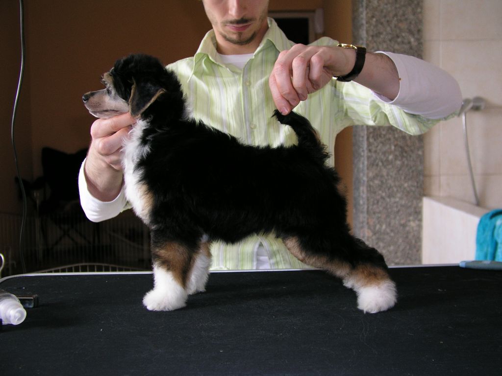 TUM TUM Next Germanika